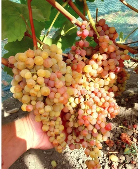 Виноград Малиновый | Купить виноград Малиновый фото 63