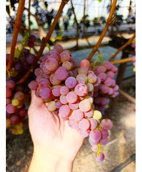 Виноград Малиновый | Купить виноград Малиновый фото 71