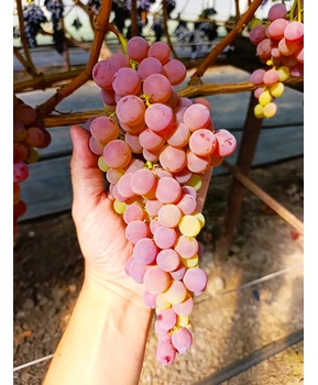 Виноград Малиновый | Купить виноград Малиновый фото 86