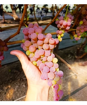 Виноград Малиновый | Купить виноград Малиновый фото 92