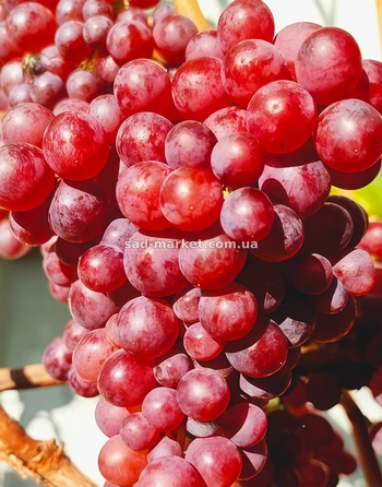 Виноград Малиновый | Купить виноград Малиновый