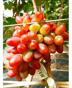 Виноград Масон | Купить виноград Масон фото 14