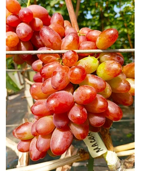 Виноград Масон | Купить виноград Масон фото 21