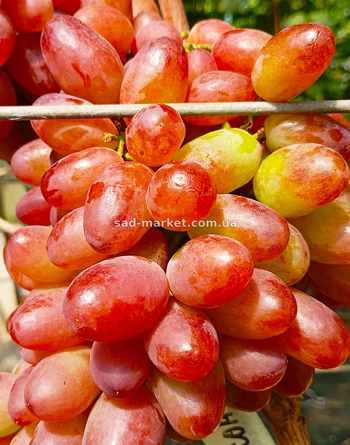 Виноград Масон | Купить виноград Масон