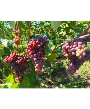 Виноград Мускат изюмский | Купить виноград Мускат изюмский фото 14