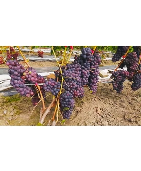 Виноград Мускат изюмский | Купить виноград Мускат изюмский фото 21