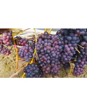 Виноград Мускат изюмский | Купить виноград Мускат изюмский фото 37