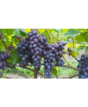 Виноград Мускат изюмский | Купить виноград Мускат изюмский фото 41