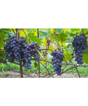 Виноград Мускат изюмский | Купить виноград Мускат изюмский фото 54