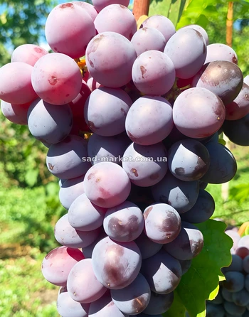 Виноград Мускат изюмский | Купить виноград Мускат изюмский