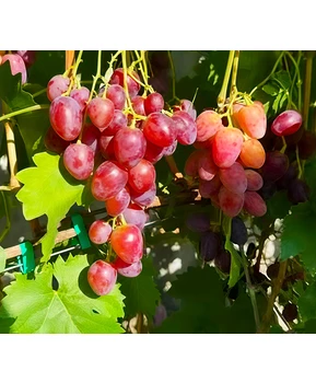 Виноград Сапсан | Купить виноград Сапсан фото 14