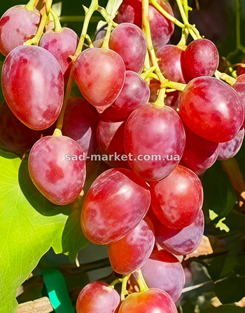 Виноград Сапсан | Купить виноград Сапсан