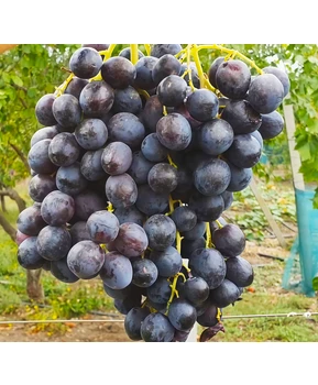 Виноград Спокуса | Купить виноград Спокуса фото 14