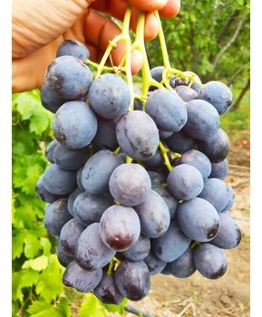 Виноград Спокуса | Купить виноград Спокуса фото 21