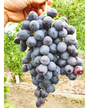 Виноград Спокуса | Купить виноград Спокуса фото 37