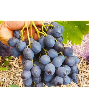 Виноград Спокуса | Купить виноград Спокуса фото 41