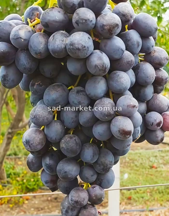 Виноград Спокуса | Купить виноград Спокуса