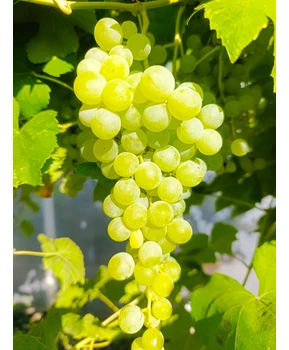 Виноград Химрод | Купить виноград Химрод фото 54