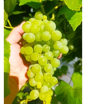 Виноград Химрод | Купить виноград Химрод фото 63