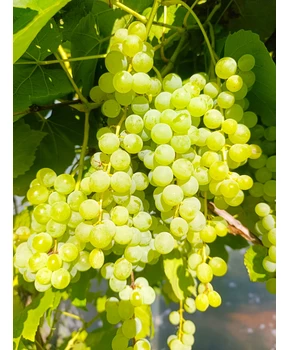 Виноград Химрод | Купить виноград Химрод фото 71