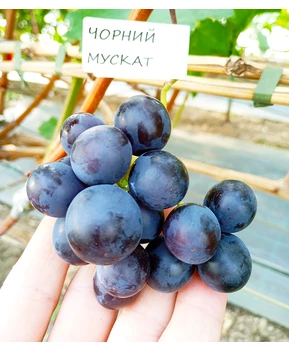 Виноград Черный мускат | Купить виноград Черный мускат фото 37