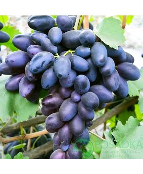 Виноград Черный кристалл | Купить виноград Черный кристалл фото 41