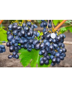 Виноград Черный кристалл | Купить виноград Черный кристалл фото 54