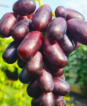 Виноград Этюд | Купить виноград Этюд фото 21