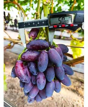 Виноград Этюд | Купить виноград Этюд фото 37