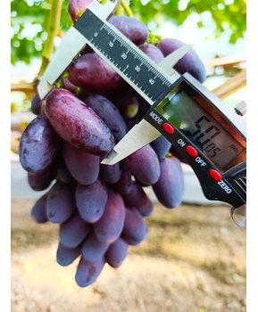 Виноград Этюд | Купить виноград Этюд фото 41