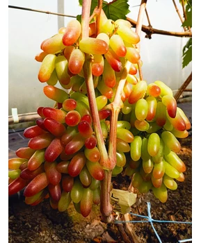 Виноград Линг-лонг | Купить виноград Линг-лонг фото 54