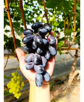 Виноград Дон Жуан | Купить виноград Дон Жуан фото 86