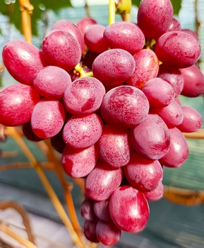 Виноград Красный Принц | Купить виноград Красный Принц