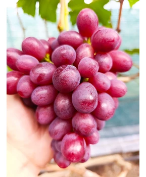 Виноград Красный Принц | Купить виноград Красный Принц фото 14