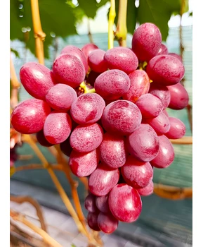 Виноград Красный Принц | Купить виноград Красный Принц фото 21