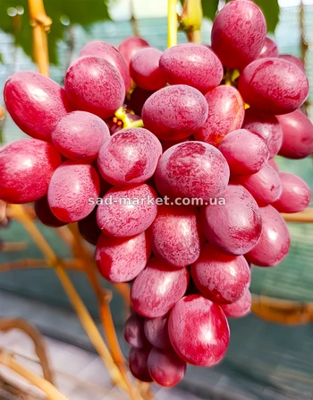 Виноград Красный Принц | Купить виноград Красный Принц