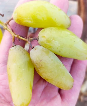 Виноград Максим | Купить виноград Максим