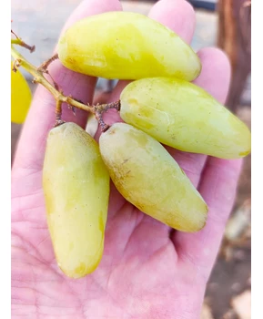 Виноград Максим | Купить виноград Максим фото 14