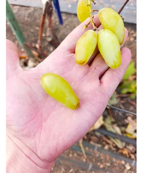 Виноград Максим | Купить виноград Максим фото 21