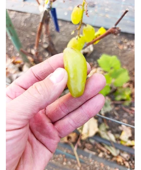 Виноград Максим | Купить виноград Максим фото 37