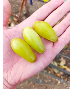 Виноград Максим | Купить виноград Максим фото 41