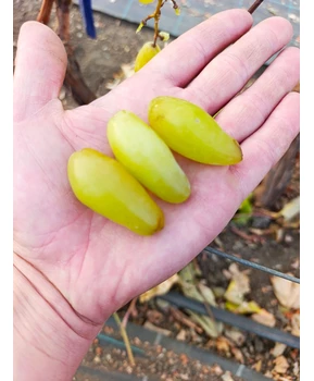 Виноград Максим | Купить виноград Максим фото 54