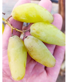 Виноград Максим | Купить виноград Максим фото 63