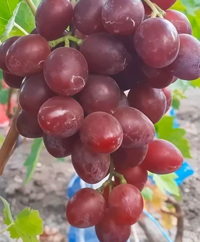 Виноград Партнер | Купить виноград Партнер