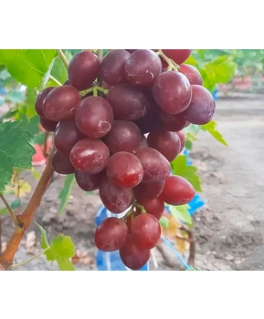 Виноград Партнер | Купить виноград Партнер фото 14