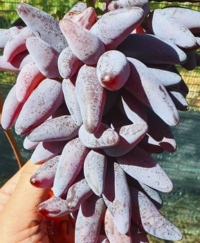 Виноград Ванда | Купить виноград Ванда