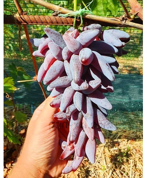 Виноград Ванда | Купить виноград Ванда фото 14