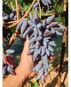 Виноград Ванда | Купить виноград Ванда фото 21