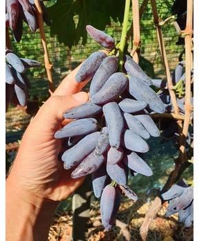 Виноград Ванда | Купить виноград Ванда фото 37