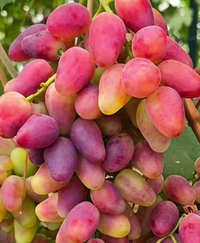 Виноград Эпатаж | Купить виноград Эпатаж